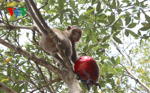 Natural beauty of Can Gio primeval mangrove forest  - ảnh 11